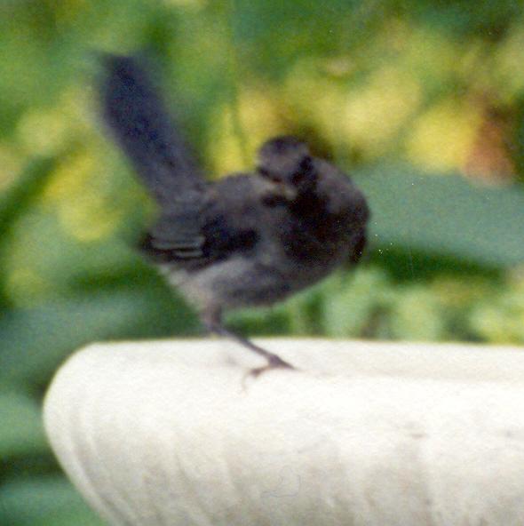 Sylvester the Catbird